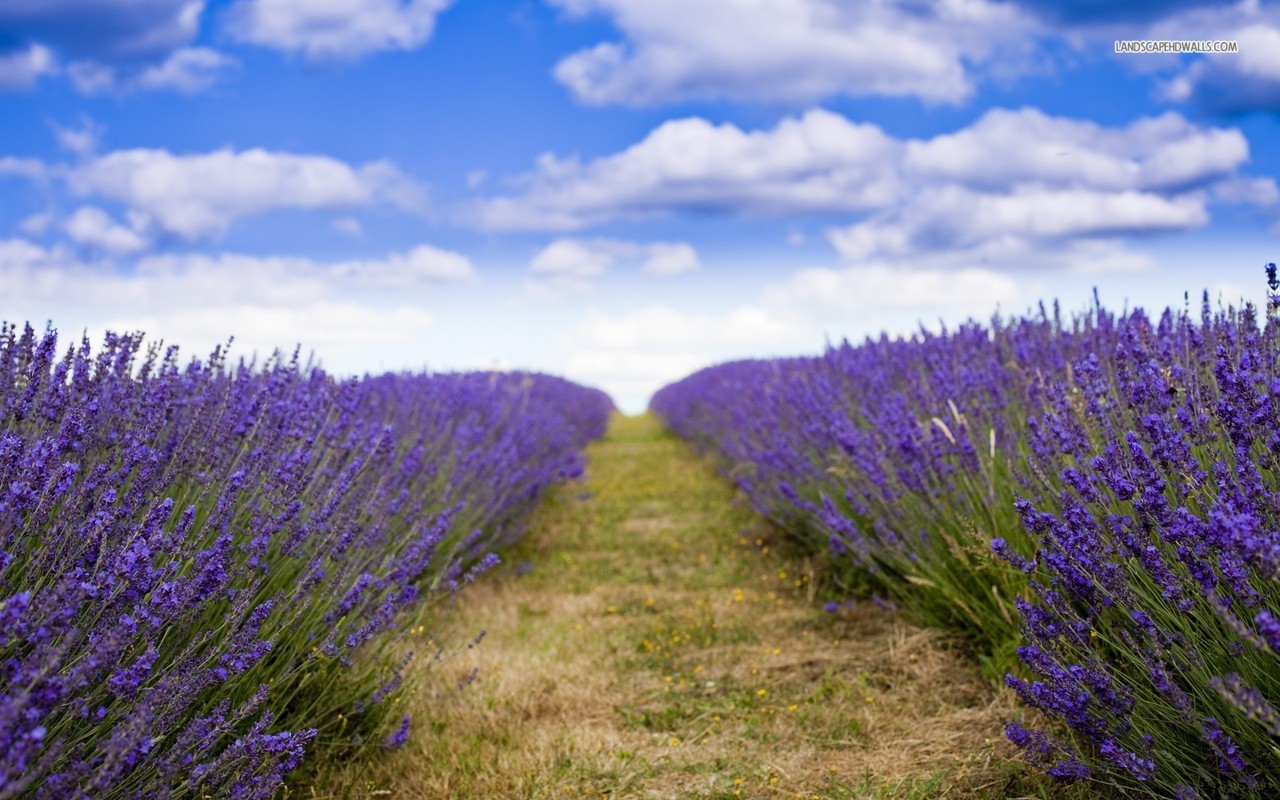 Flowery Field Path